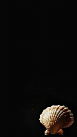 Bright Beige Seashell on a Pure Black Background Wallpaper