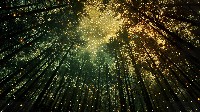 Mystical Forest Canopy with Starry Sky Wallpaper