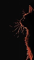 Radiant Coral Cat Outline on a Black Backdrop Minimalist Wallpaper