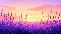 Serene Lavender Fields At Sunset Wallpaper