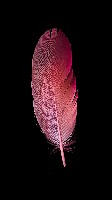 Vibrant Rose Pink Feather on Pure Black Background Wallpaper
